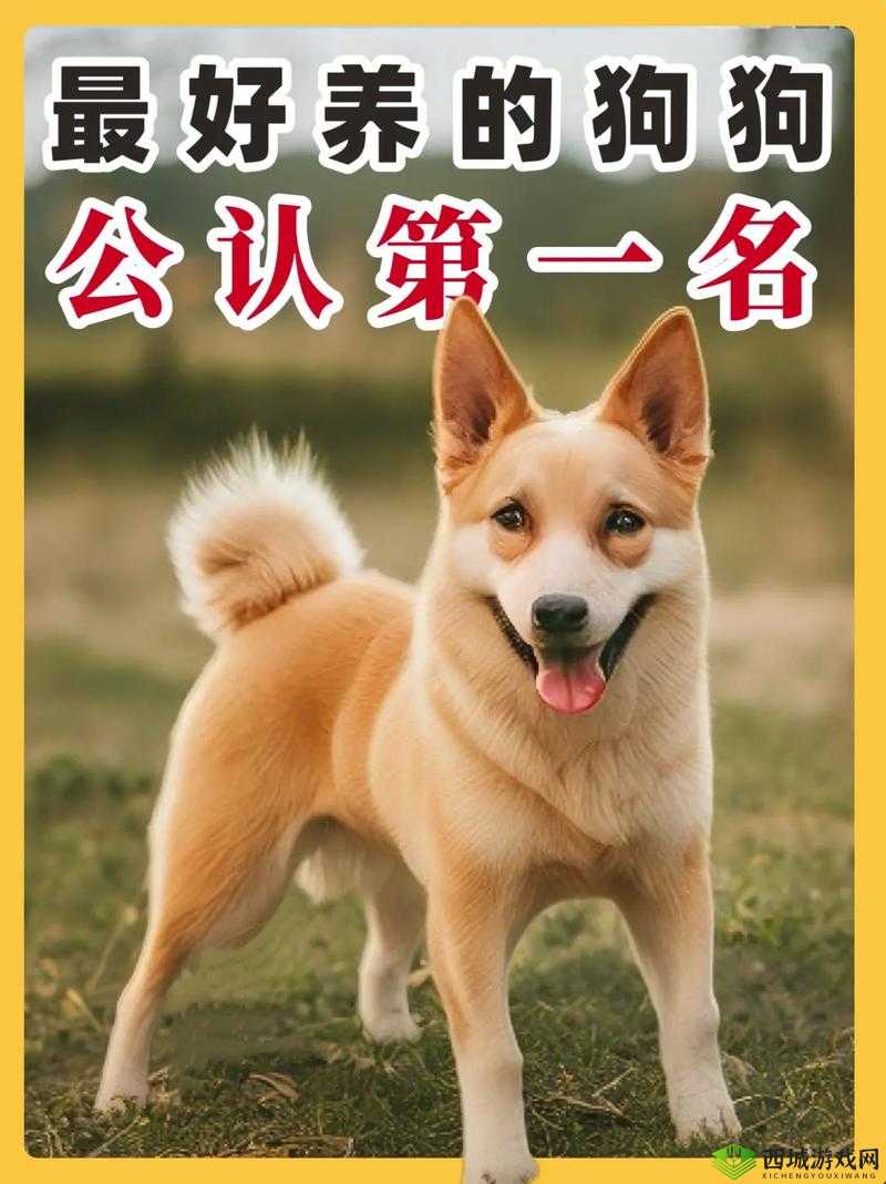 ZoomZookeeper 狗：勇敢守护家园的忠诚伙伴