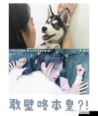 九州天空城3D深度探索攻略，全面解析原谅猫捕捉位置与技巧
